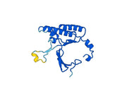 Anti-RAD51 Polyclonal antibody