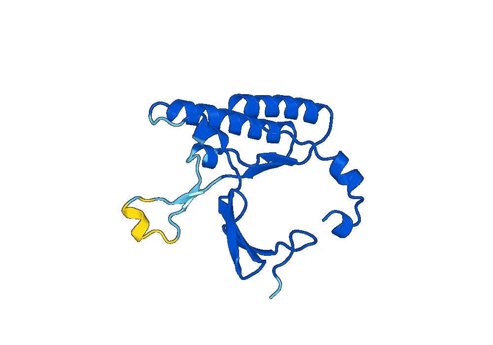 Anti-RAD51 Polyclonal antibody