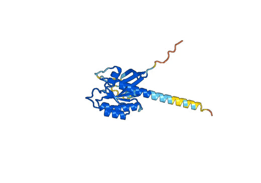 Anti-RALA Polyclonal antibody