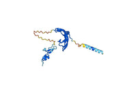 Anti-Rat VEGFA Antibody (SAA0447)