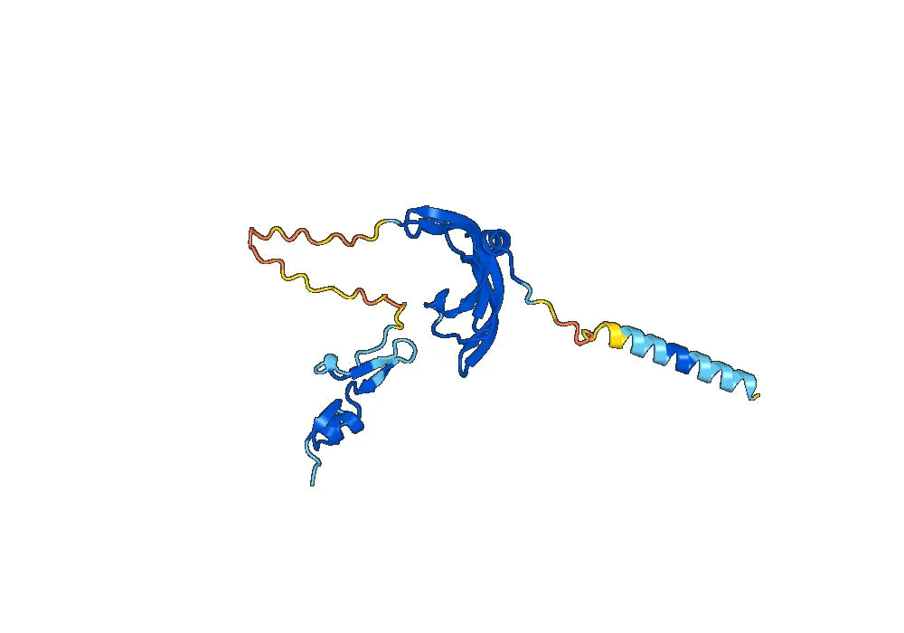 Anti-Rat VEGFA Antibody (SAA0447)
