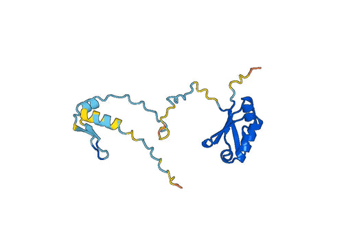 Anti-RCAN1 Polyclonal antibody