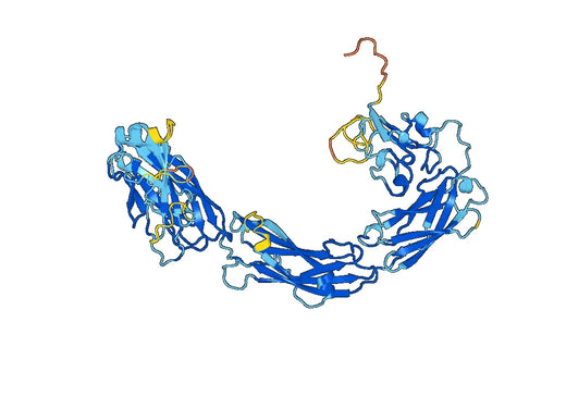 Anti-RET Polyclonal antibody