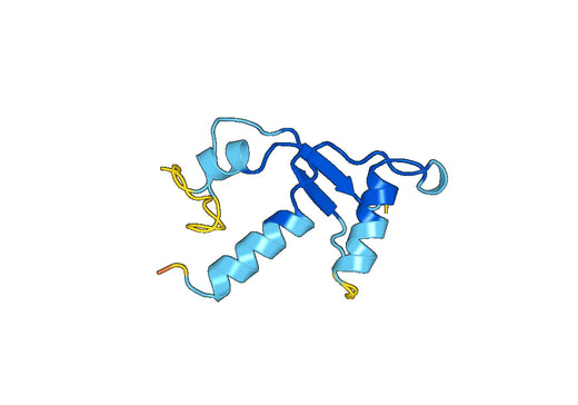 Anti-RNASE13 Polyclonal antibody