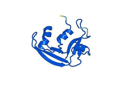 Anti-RNASE7 Polyclonal antibody