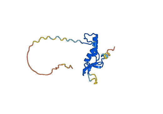 Anti-RNF11 Polyclonal antibody