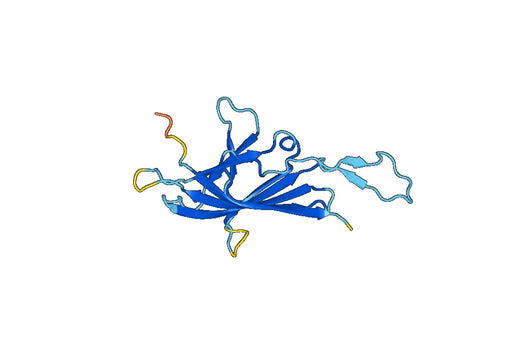 Anti-RPN1 Polyclonal antibody