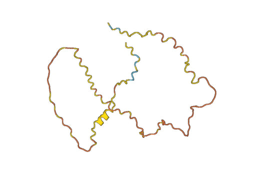 Anti-RUNX2 Polyclonal antibody