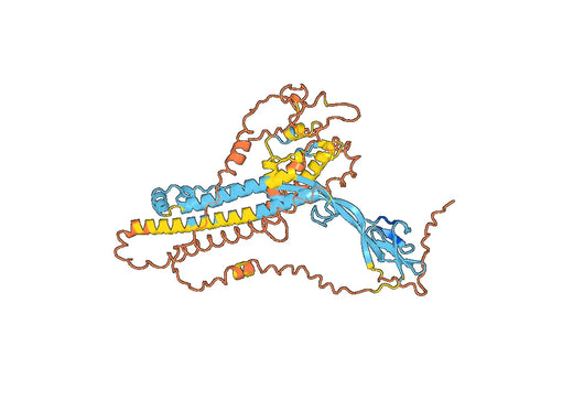 Anti-S2 polyclonal antibody