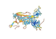 Anti SARS-CoV-2 RBD Neutralizing antibody (S2H97)