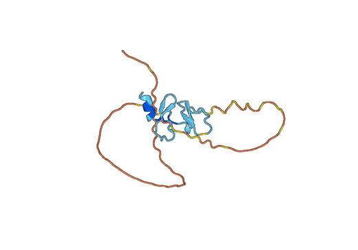 Anti-SCEL Polyclonal antibody