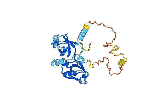 Anti-SDCBP2 Polyclonal antibody