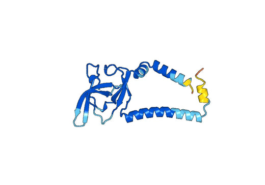 Anti-SEC11A Polyclonal antibody