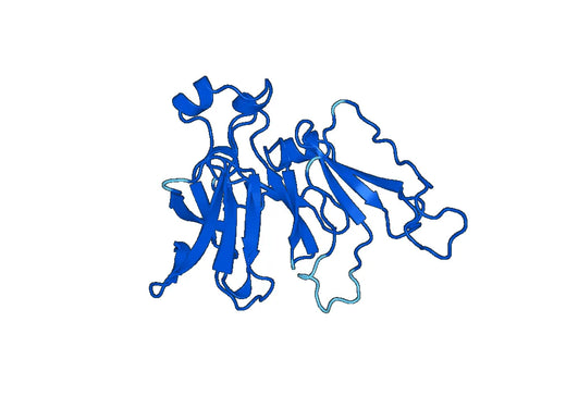 Anti-SELENBP1 Polyclonal antibody