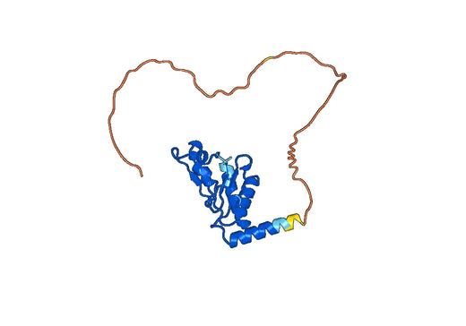 Anti-SELENOP Polyclonal antibody