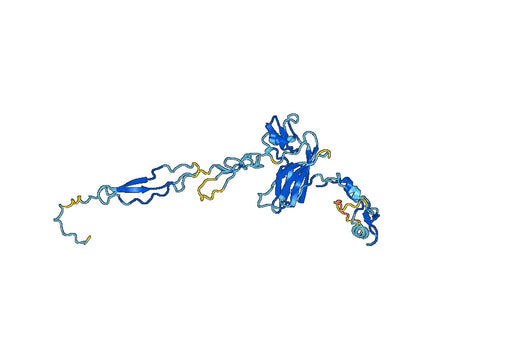 Anti-SEMA5A Polyclonal antibody