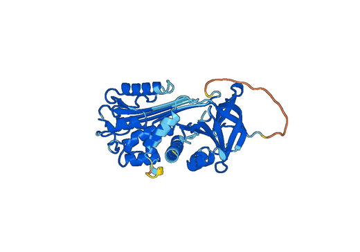 Anti-SERPINB6 Polyclonal antibody