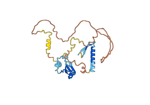 Anti-SHC1 Polyclonal antibody