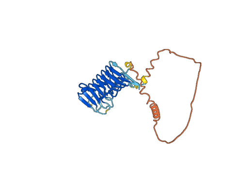 Anti-SHCBP1 Polyclonal antibody
