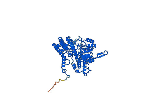 Anti-SHMT2 Polyclonal antibody