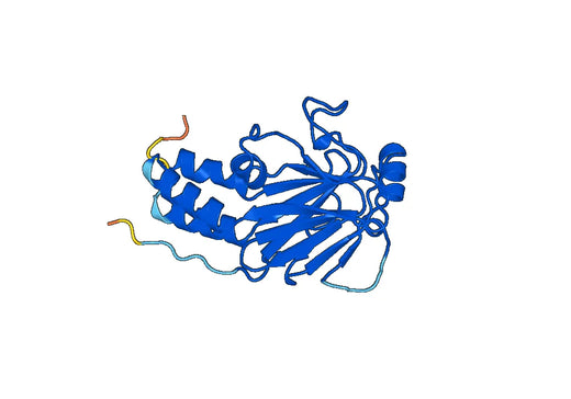 Anti-SMAD1 Polyclonal antibody