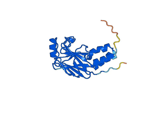 Anti-SMAD3 Polyclonal antibody