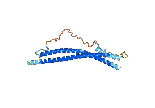 Anti-SNAP23 Polyclonal antibody