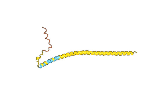 Anti-SNCG Polyclonal antibody
