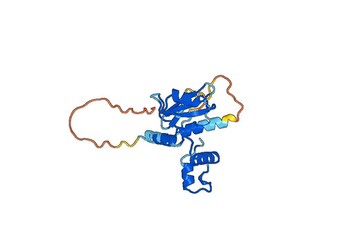 Anti-SOCS2 Polyclonal antibody