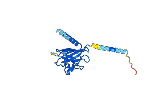 Anti-SOD3 Polyclonal antibody