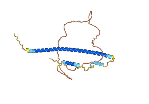 Anti-SOX5 Polyclonal antibody