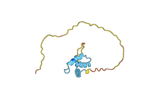 Anti-SOX9 Polyclonal antibody
