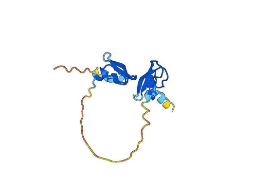 Anti-SPINT2 Polyclonal antibody