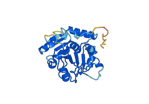 Anti-ST6GALNAC6 Polyclonal antibody