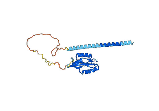 Anti-STAMBP Polyclonal antibody