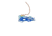 Anti-Staphylococcus aureus Alpha-toxin/hly Antibody (SAA0345)