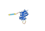Anti-Staphylococcus aureus entB/SEB VHH (SAA1238)