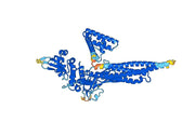 Anti-STAT1 Polyclonal antibody