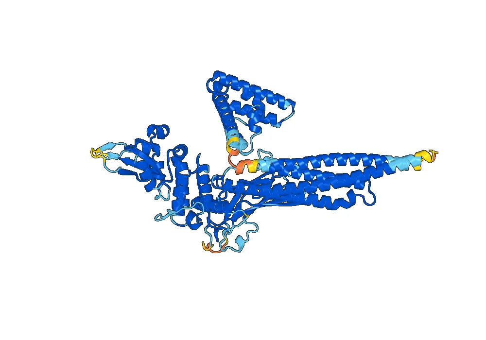 Anti-STAT1 Polyclonal antibody