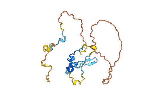 Anti-STAT2 Polyclonal antibody
