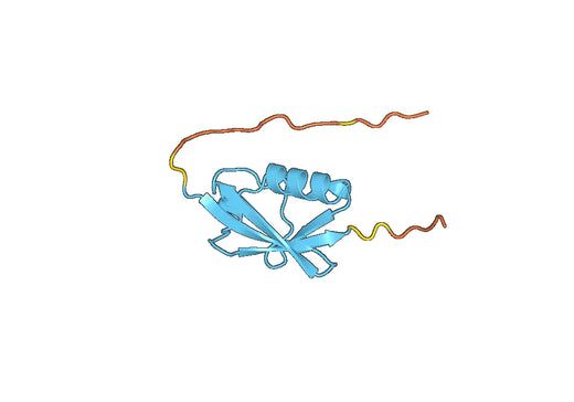 Anti-SUMO1 Polyclonal antibody