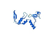 Anti-SYN1 Polyclonal antibody