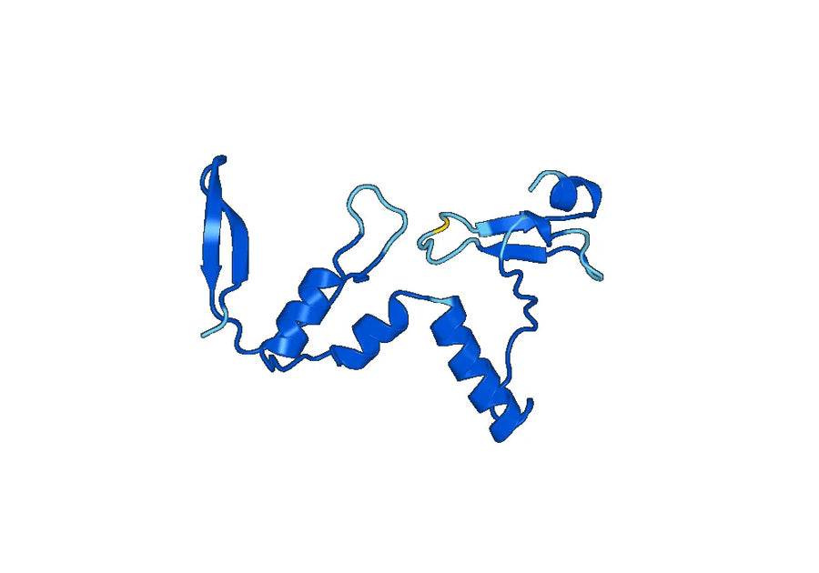 Anti-SYN1 Polyclonal antibody