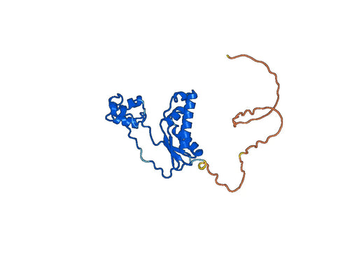 Anti-TAB1 Polyclonal antibody