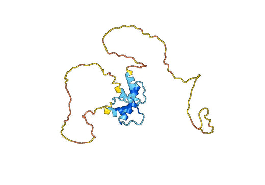 Anti-TMPO Polyclonal antibody