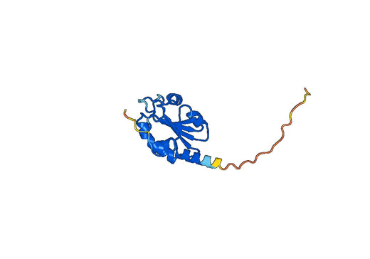 Anti-TMX2 Polyclonal antibody