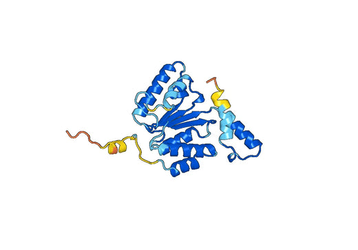 Anti-TOR1A Polyclonal antibody