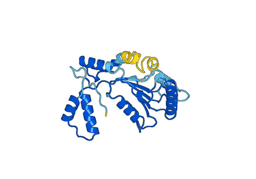 Anti-TOR1B Polyclonal antibody