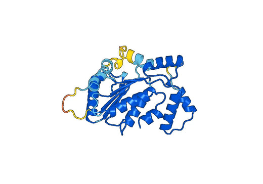 Anti-TOR3A Polyclonal antibody