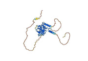 Anti-TP53/p53 Polyclonal antibody